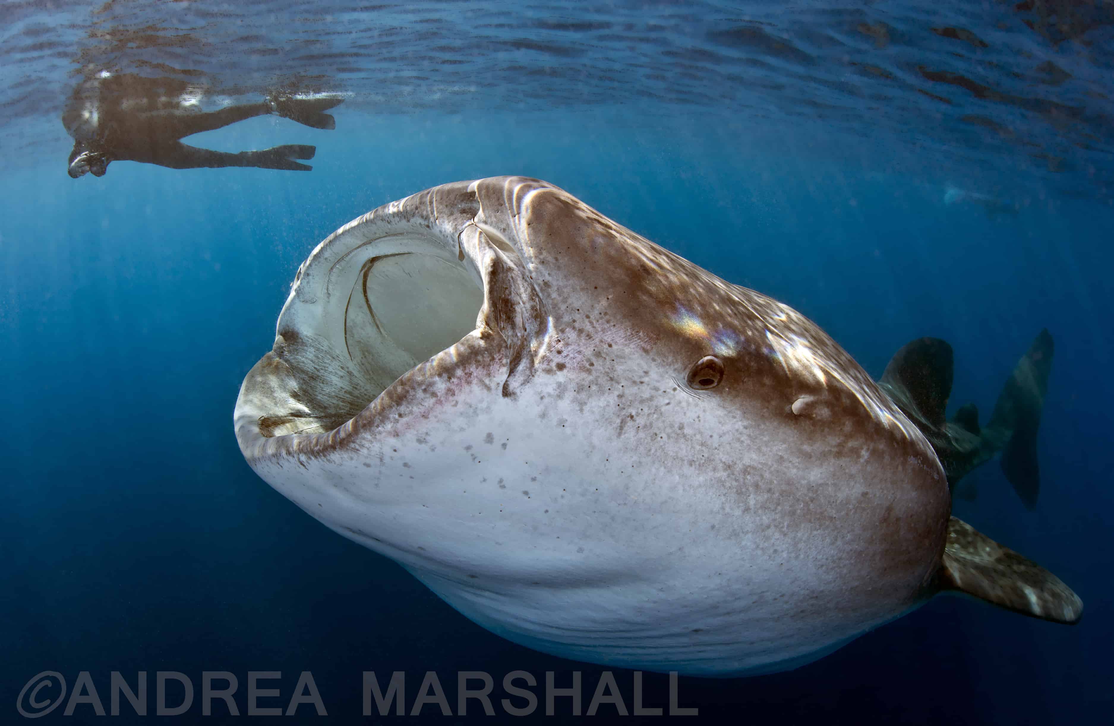 Tam and Whale Shark on ROHE Cancun EDITED AND WATERMARKED