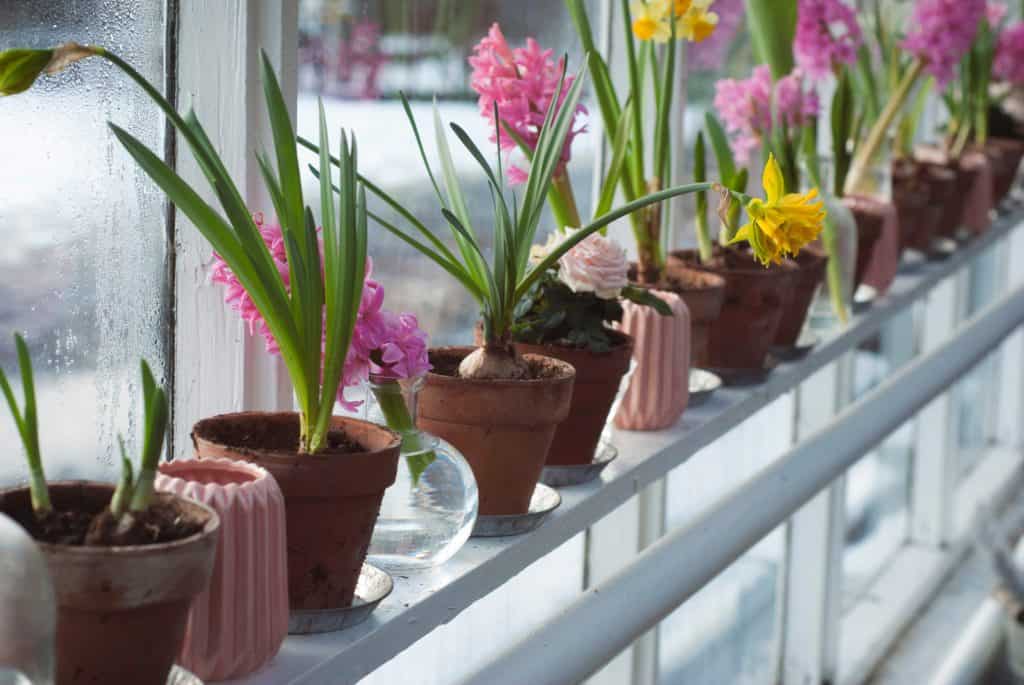 yellow and pink potted flowers against a windsill.